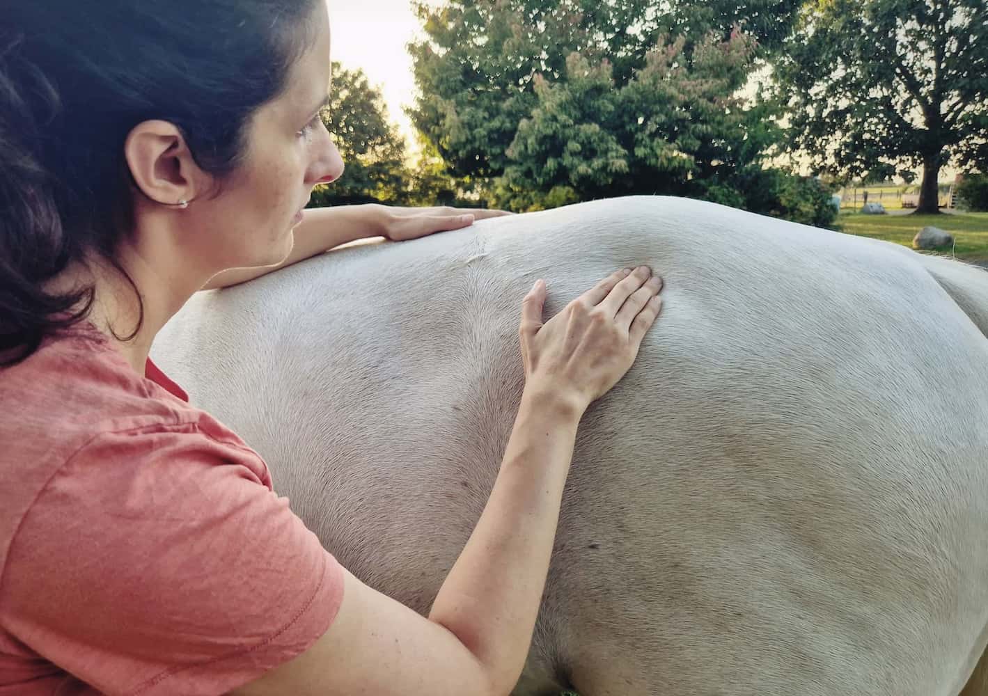 Nahaufnahme einer physiotherapeutischen Behandlung am Pferderücken
