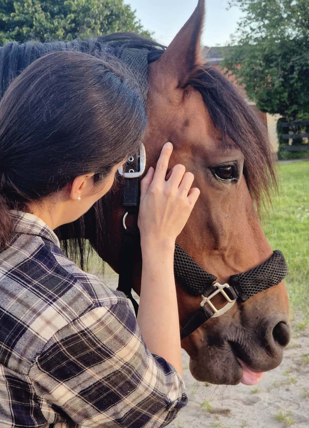 Professionelle Arbeit einer Pferdephysiotherapeutin am Pferd südlich von Hamburg